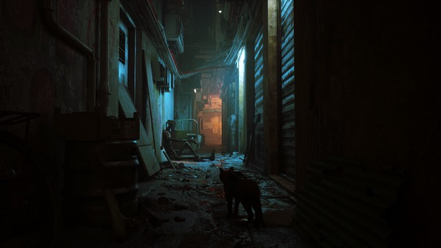 Cat in alley